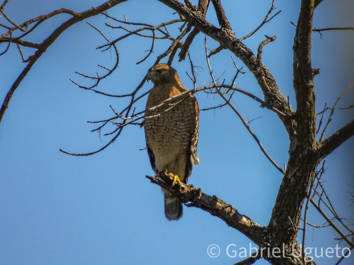 Kızıl Omuzlu Şahin - ML644624540