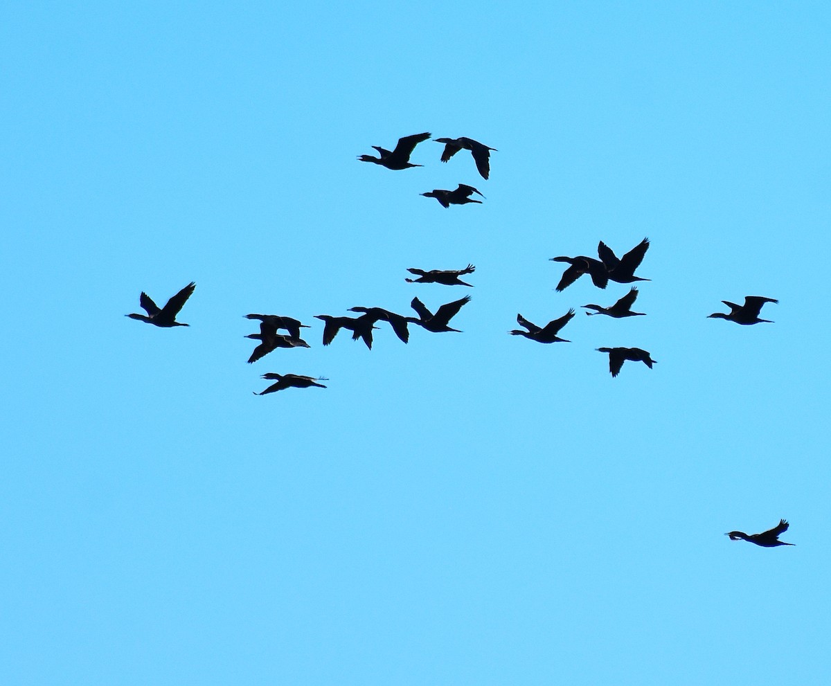 ミミヒメウ - ML644624547