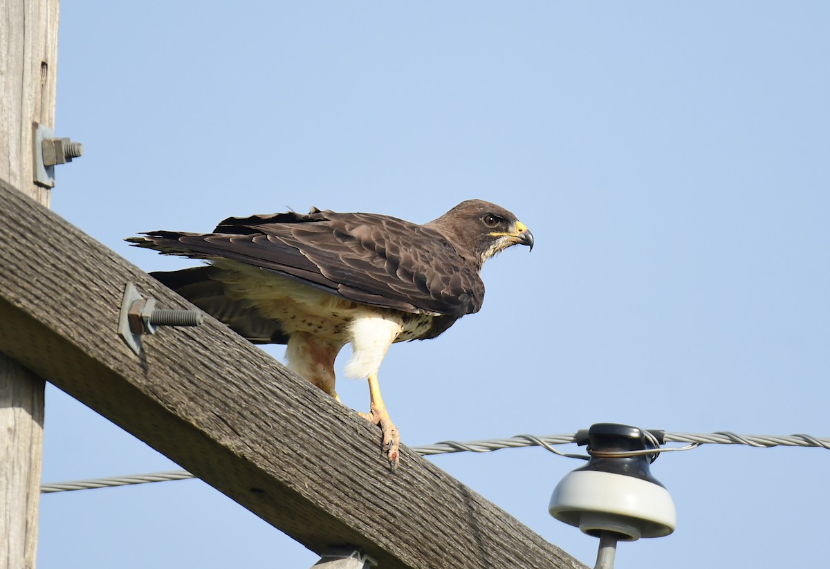 Канюк прерієвий - ML644624550