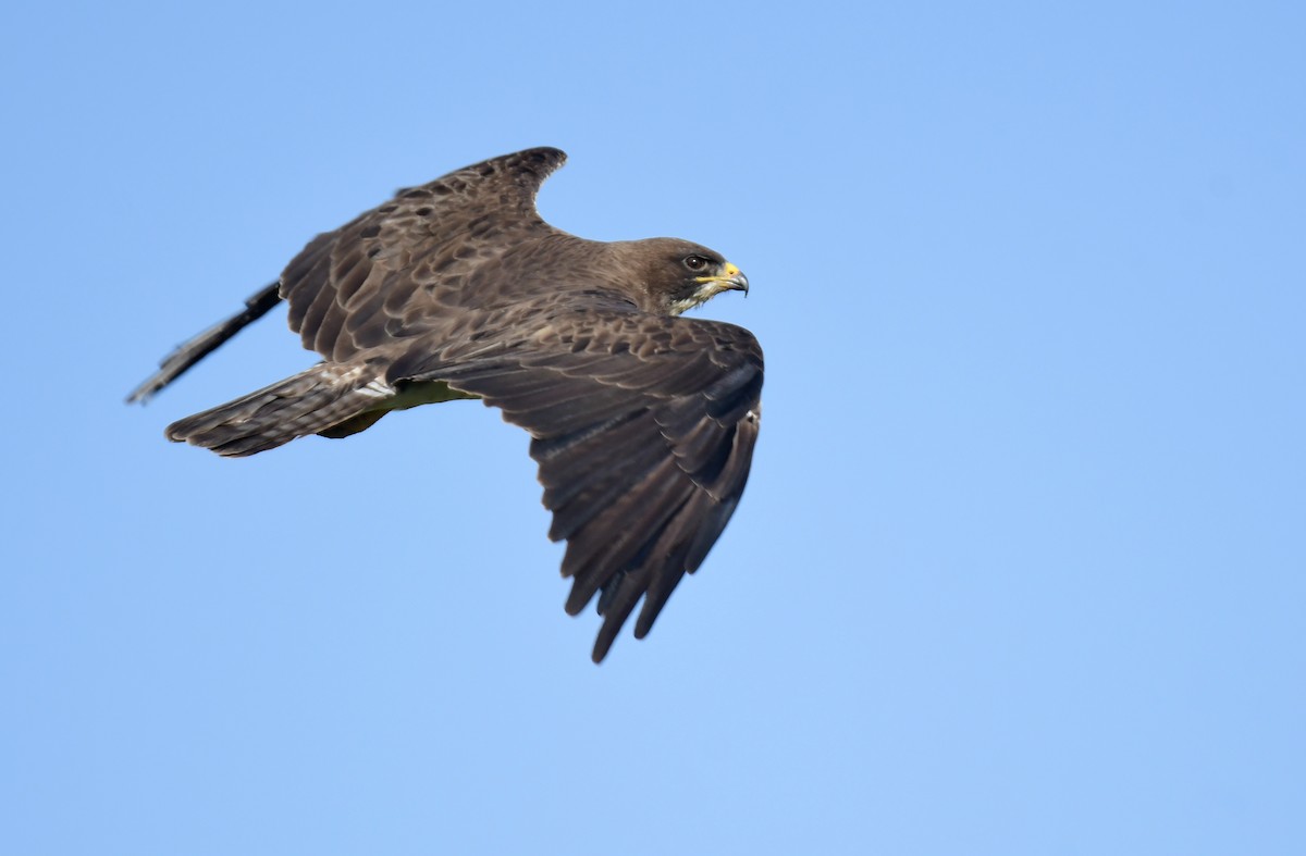 Канюк прерієвий - ML644624551