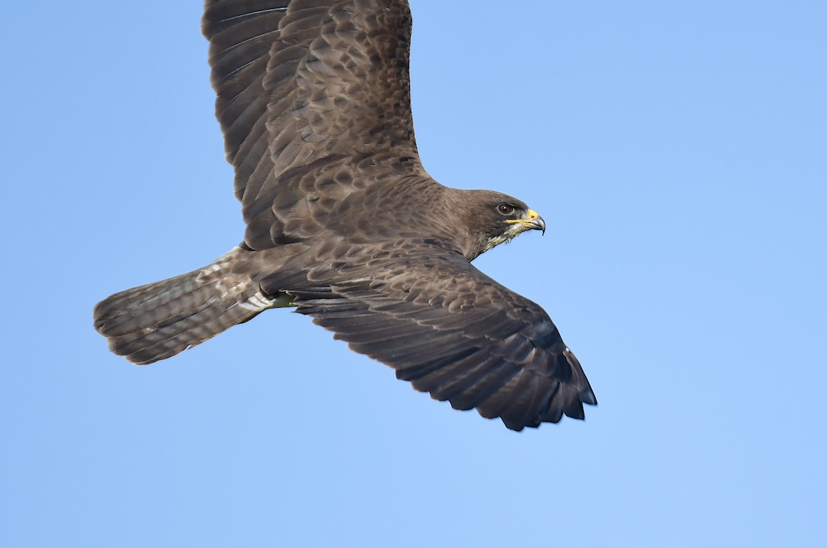 Канюк прерієвий - ML644624552