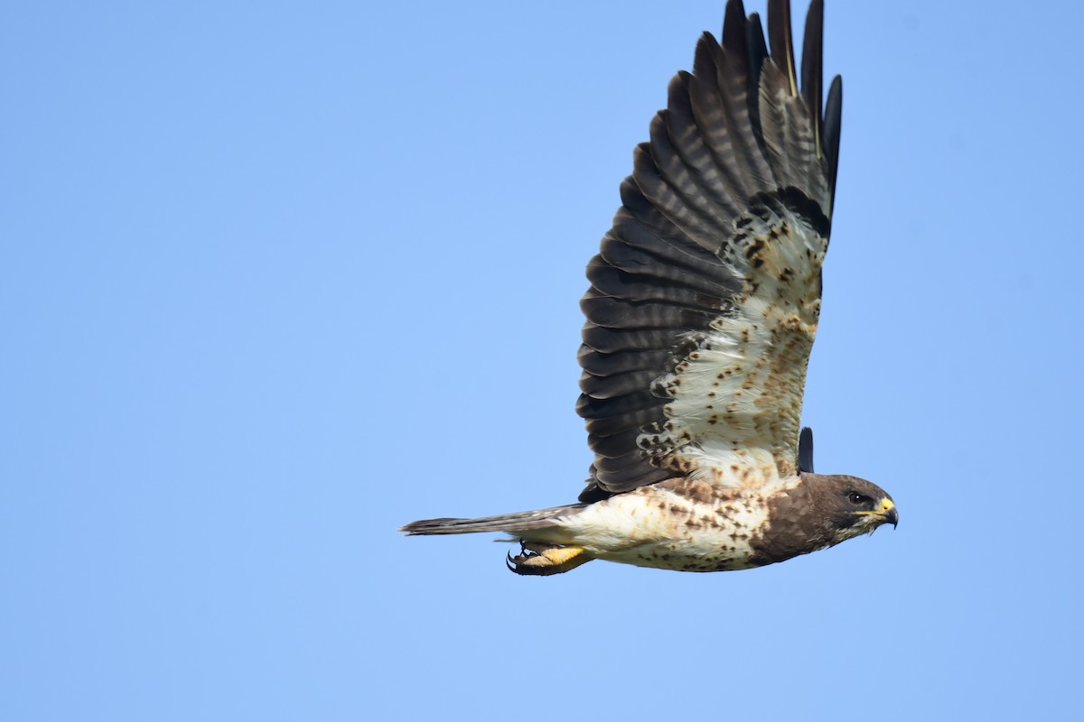 Канюк прерієвий - ML644624553