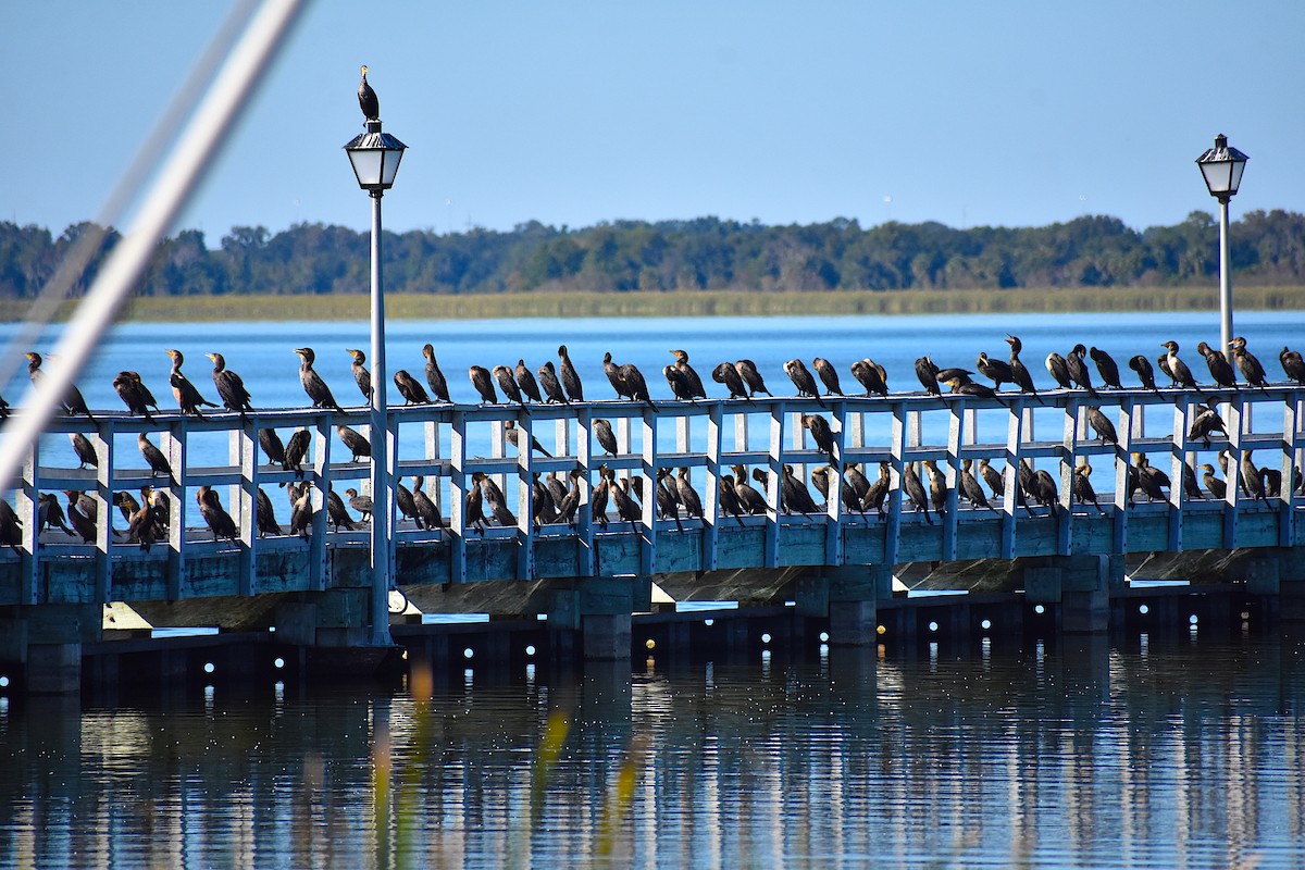 ミミヒメウ - ML644624564