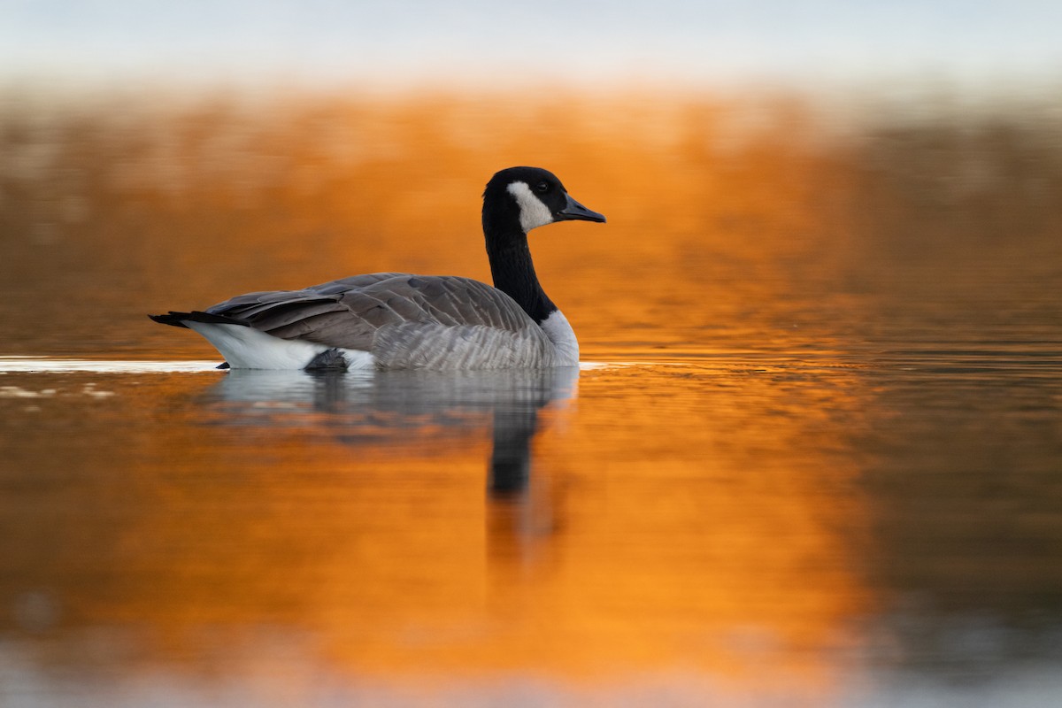 Branta kanadar handia - ML644624566