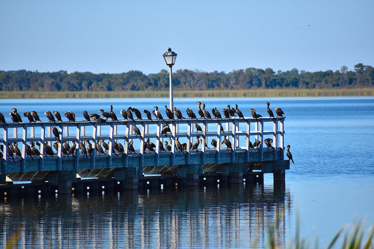 ミミヒメウ - ML644624572