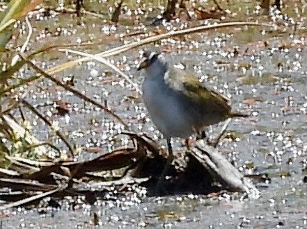 Râle cendré - ML644624576