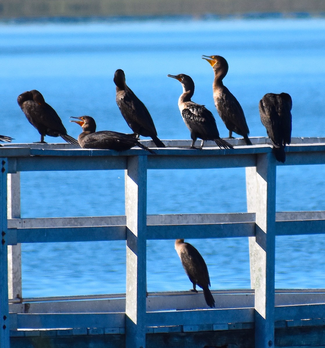 ミミヒメウ - ML644624578