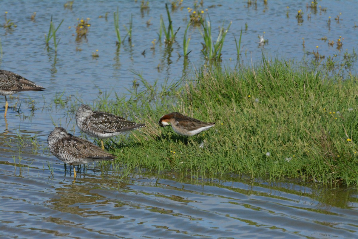 Wilsonwassertreter - ML644624587