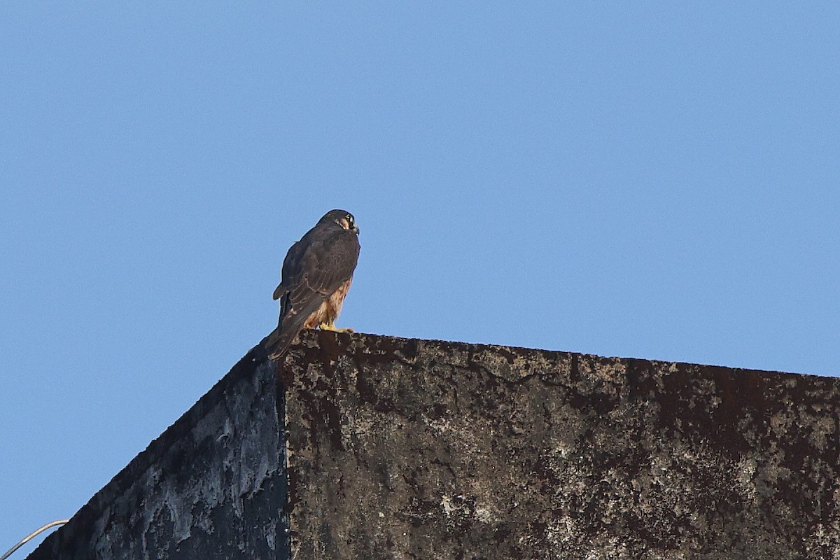 vandrefalk (peregrinator) - ML644624590