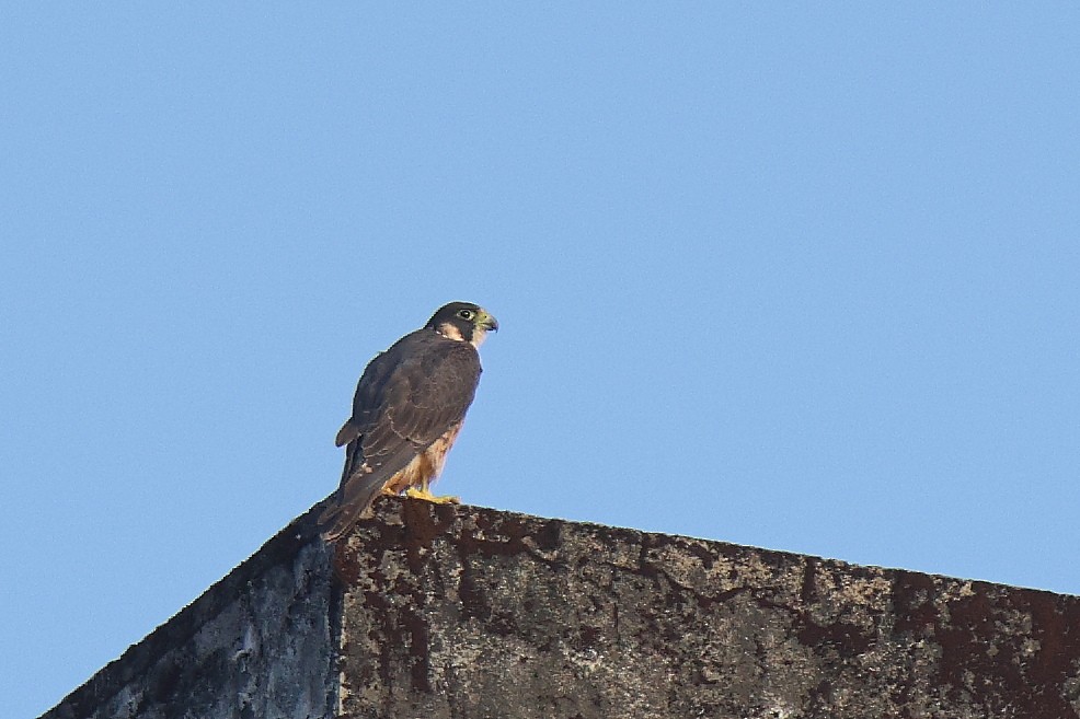 vandrefalk (peregrinator) - ML644624592