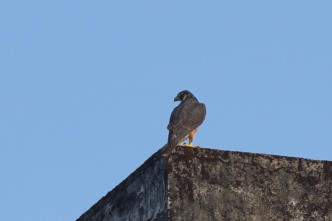 vandrefalk (peregrinator) - ML644624593