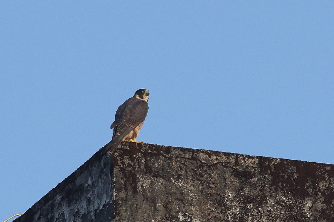 vandrefalk (peregrinator) - ML644624595