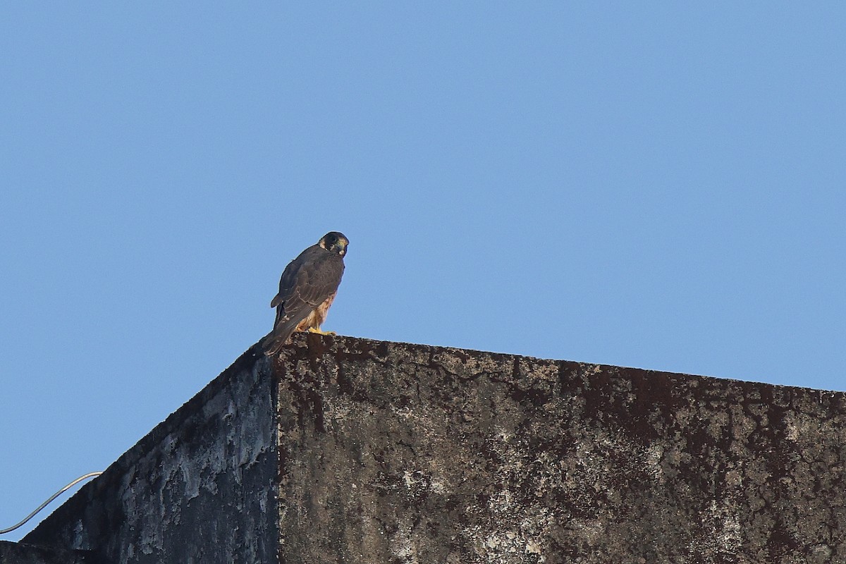 vandrefalk (peregrinator) - ML644624597