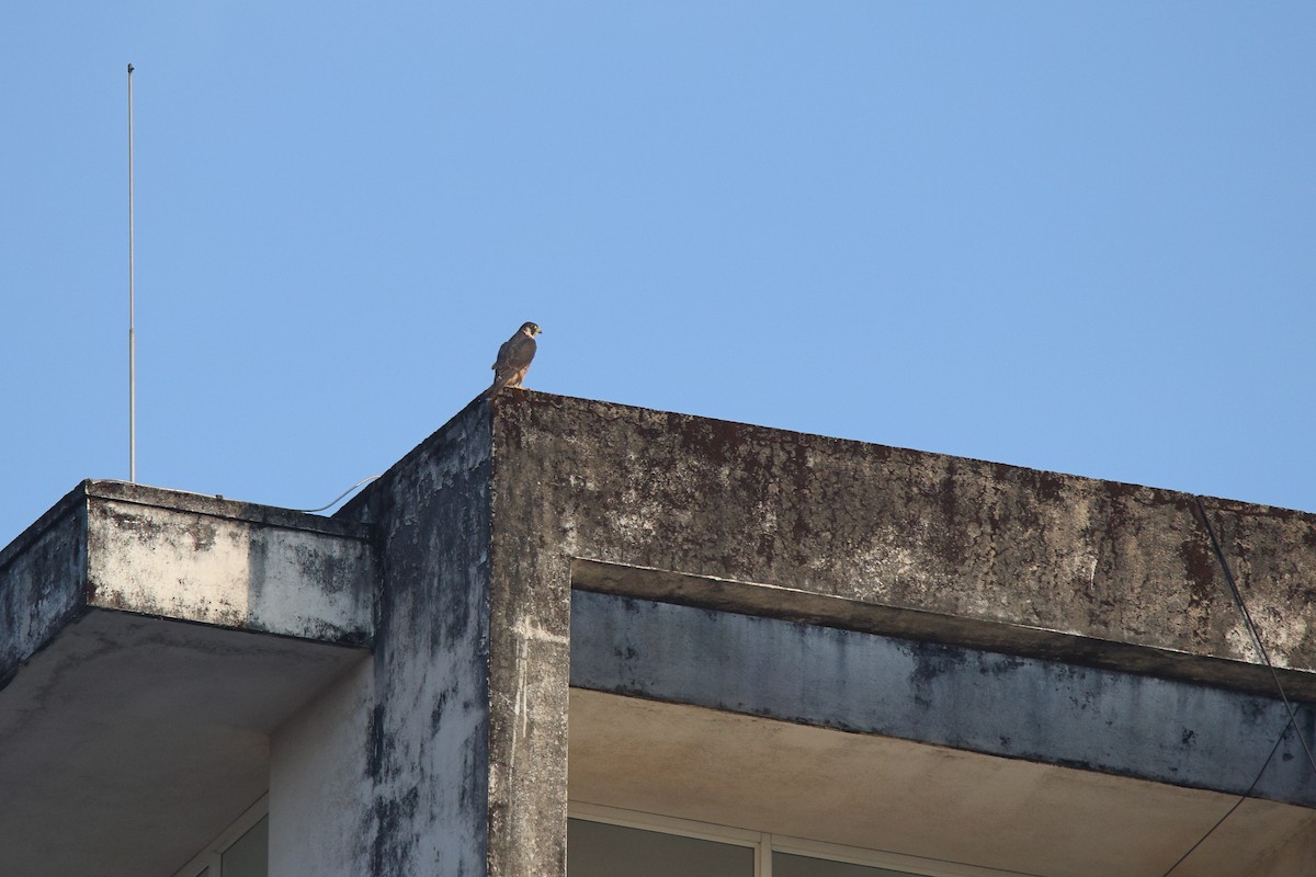 vandrefalk (peregrinator) - ML644624598