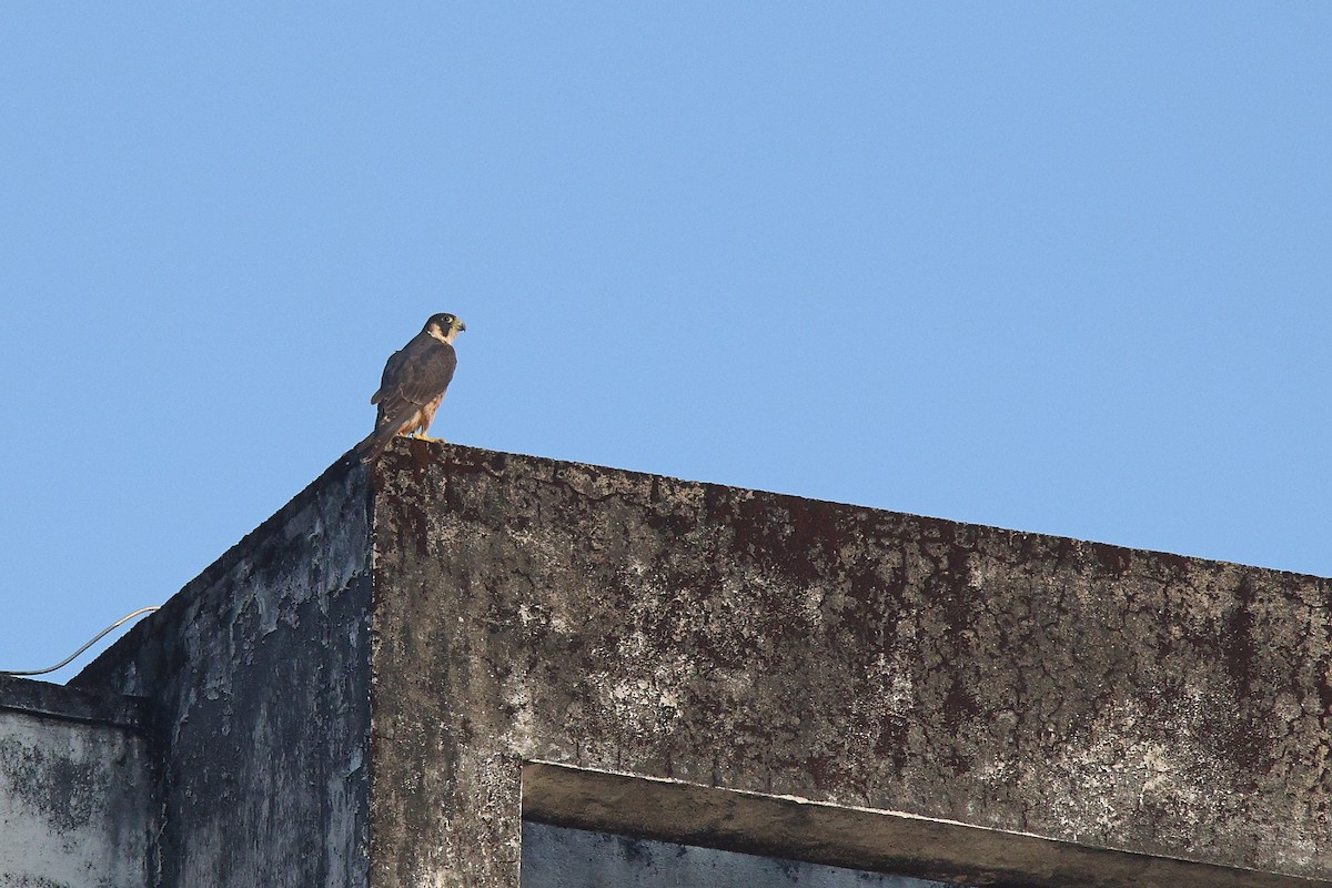 vandrefalk (peregrinator) - ML644624599