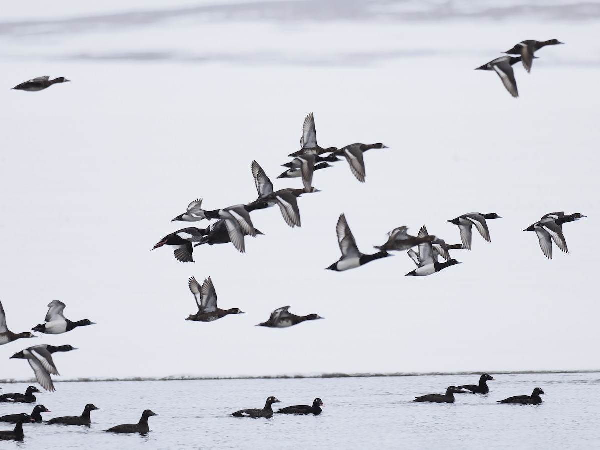 Greater Scaup - ML644624601
