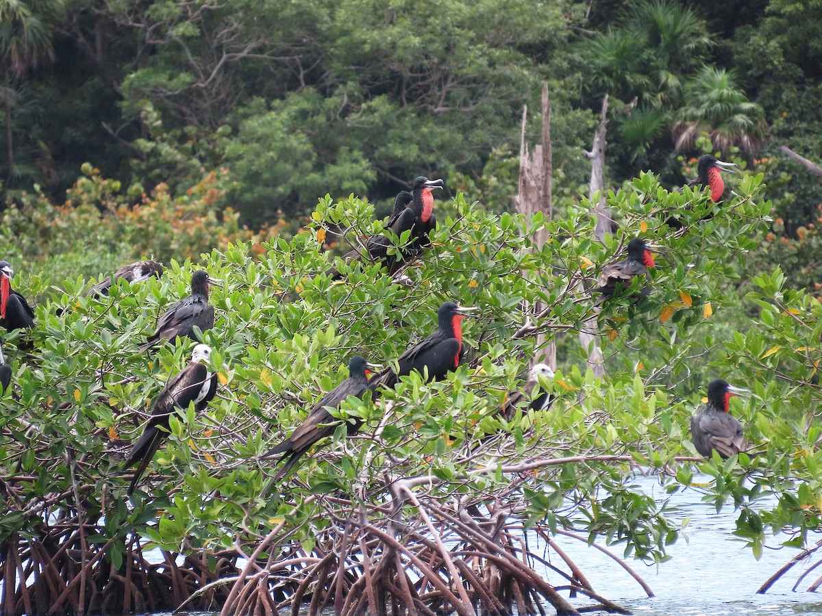 Muhteşem Fregatkuşu - ML644624604