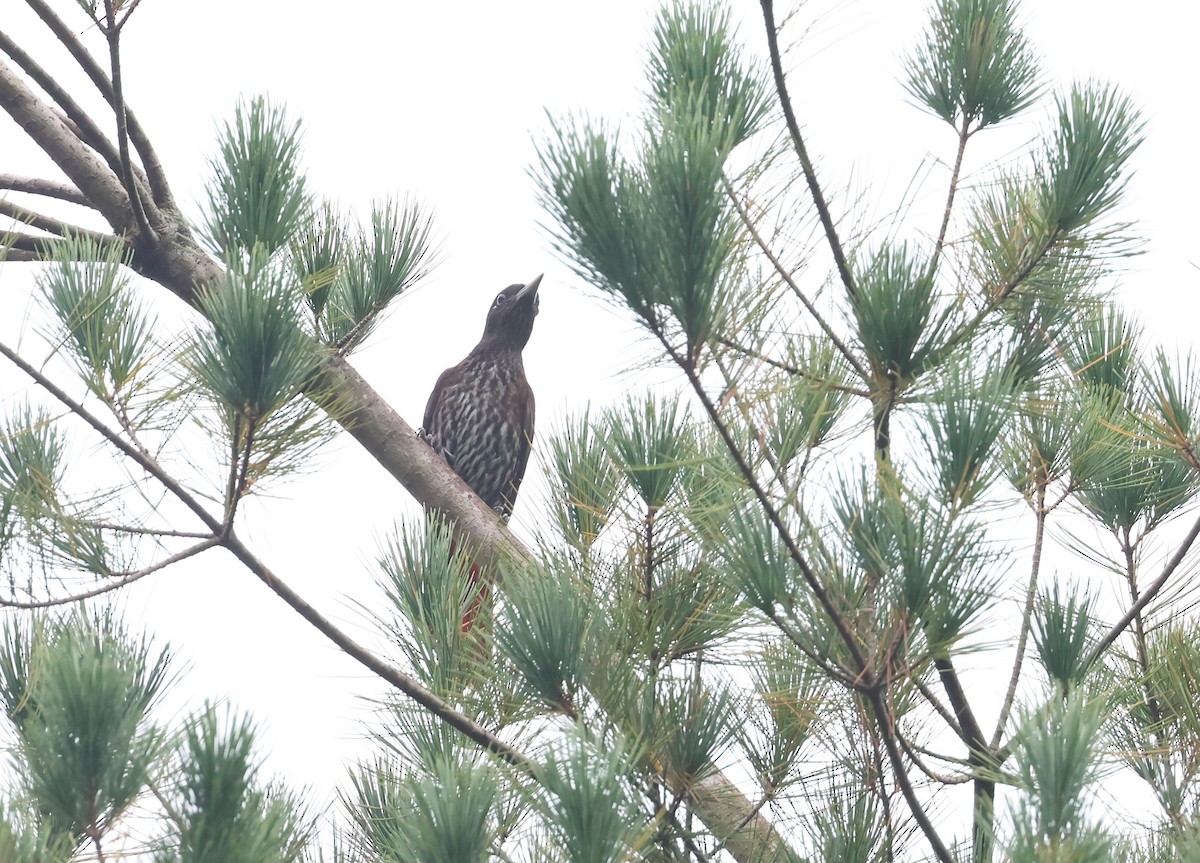 Maroon Oriole (Crimson) - ML644624607