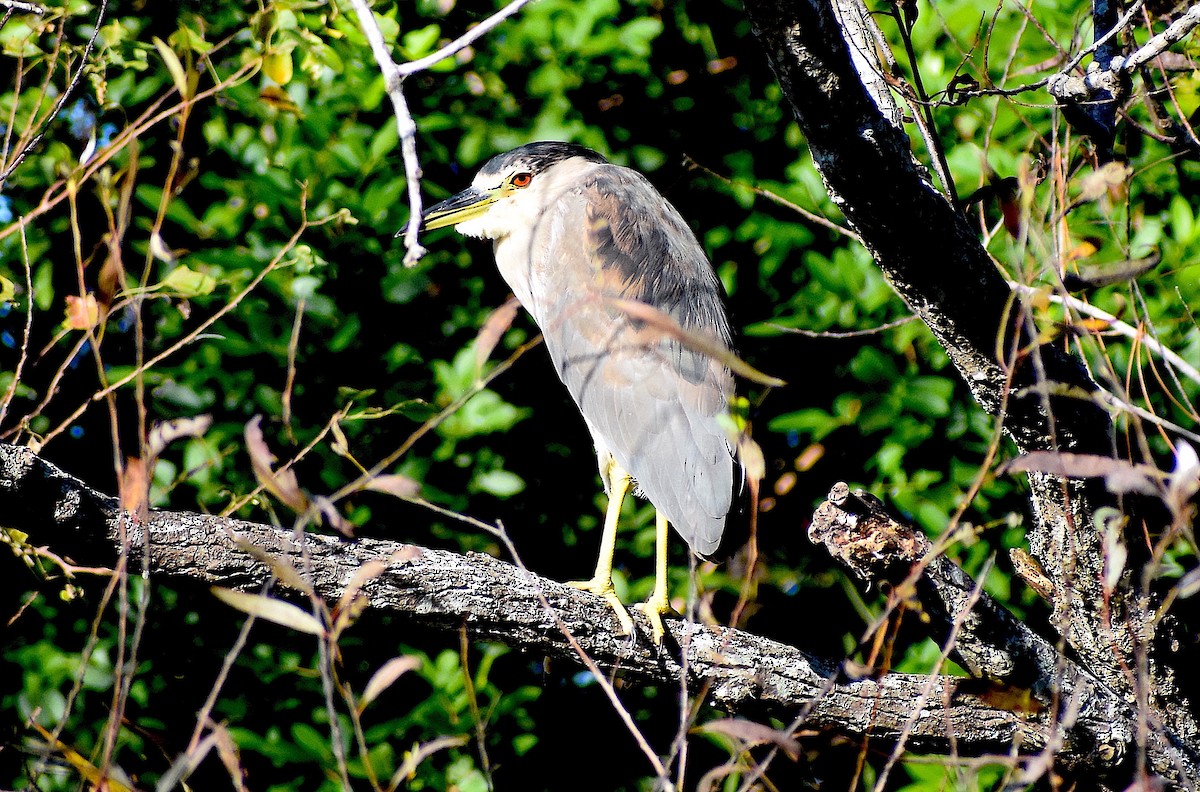 ゴイサギ - ML644624611