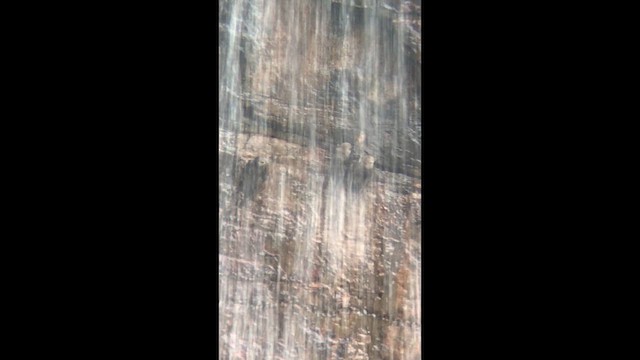 Great Dusky Swift - ML644624613