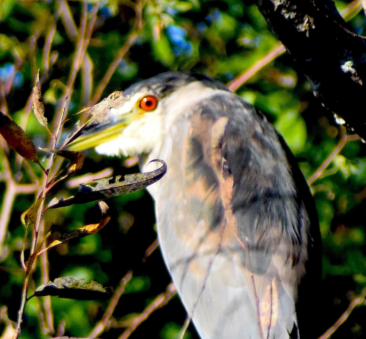 ゴイサギ - ML644624620