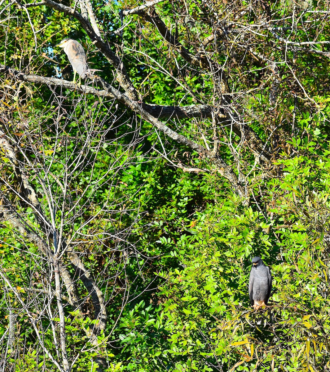 ゴイサギ - ML644624627