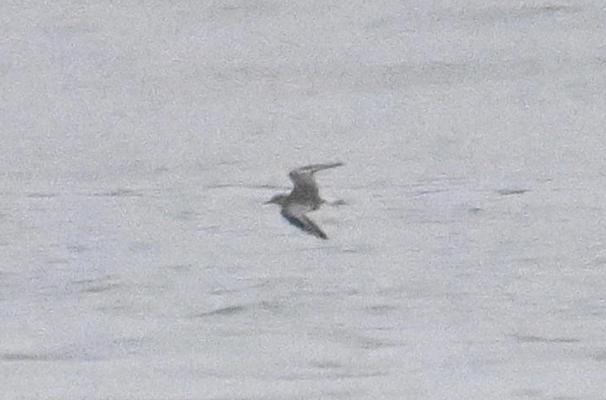 Буурал сүвээ цагаан - ML644624633