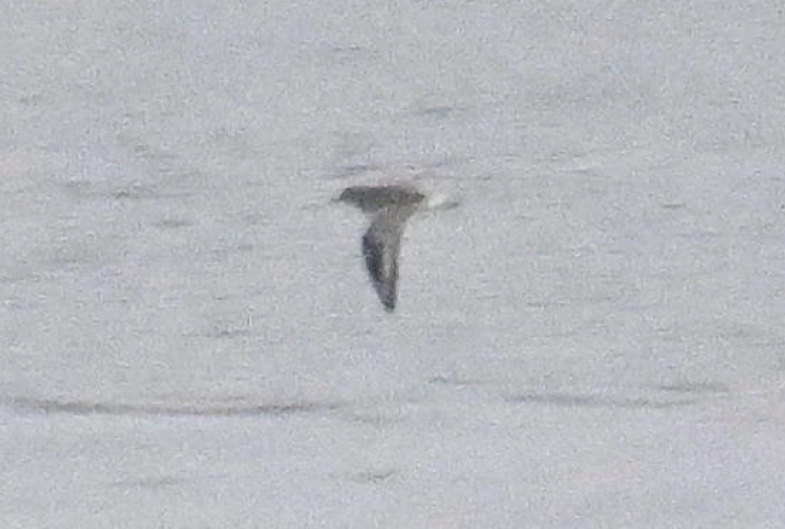 Буурал сүвээ цагаан - ML644624634