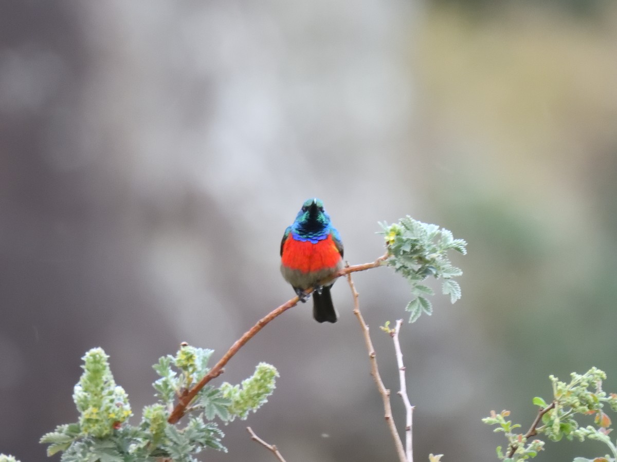 bredbeltesolfugl - ML644624638