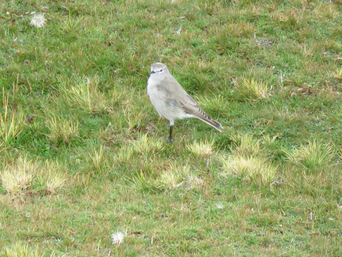 Gelbnacken-Grundtyrann - ML644624639