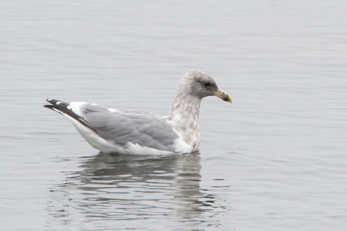 Western x Glaucous-winged Gull (hybrid) - ML644624642