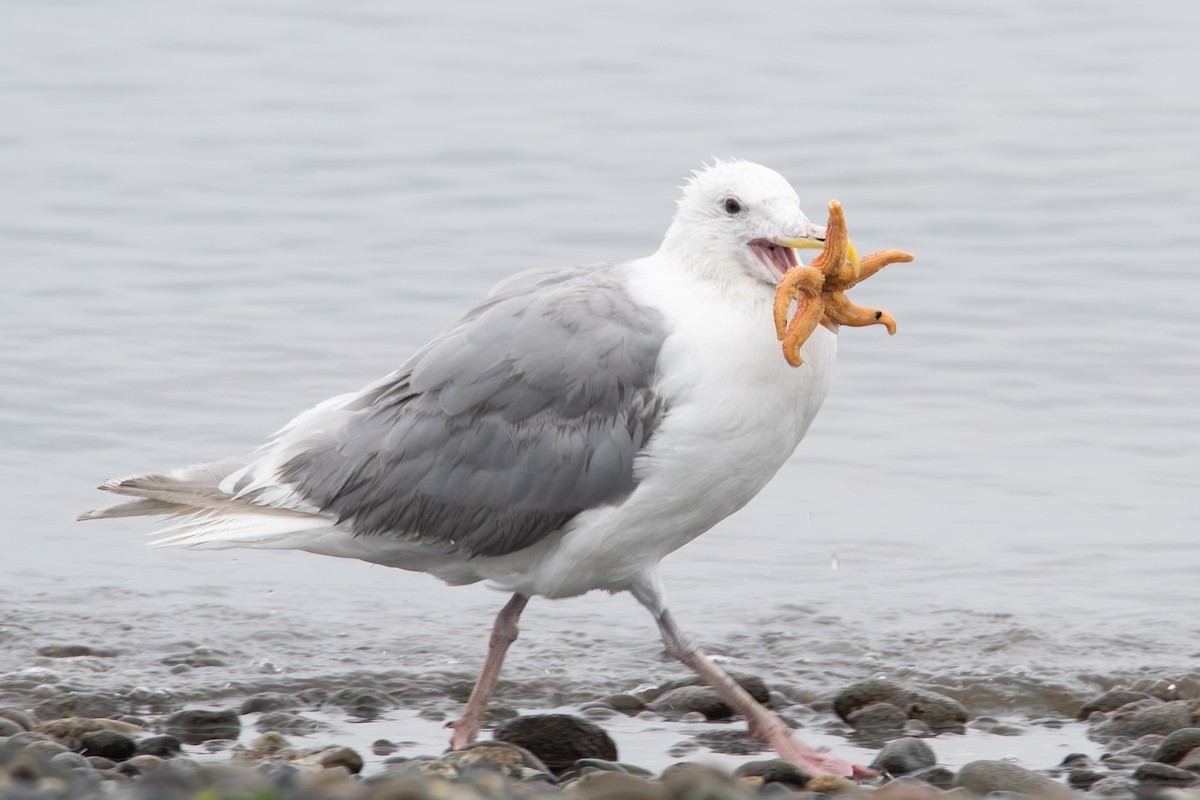 Western x Glaucous-winged Gull (hybrid) - ML644624643