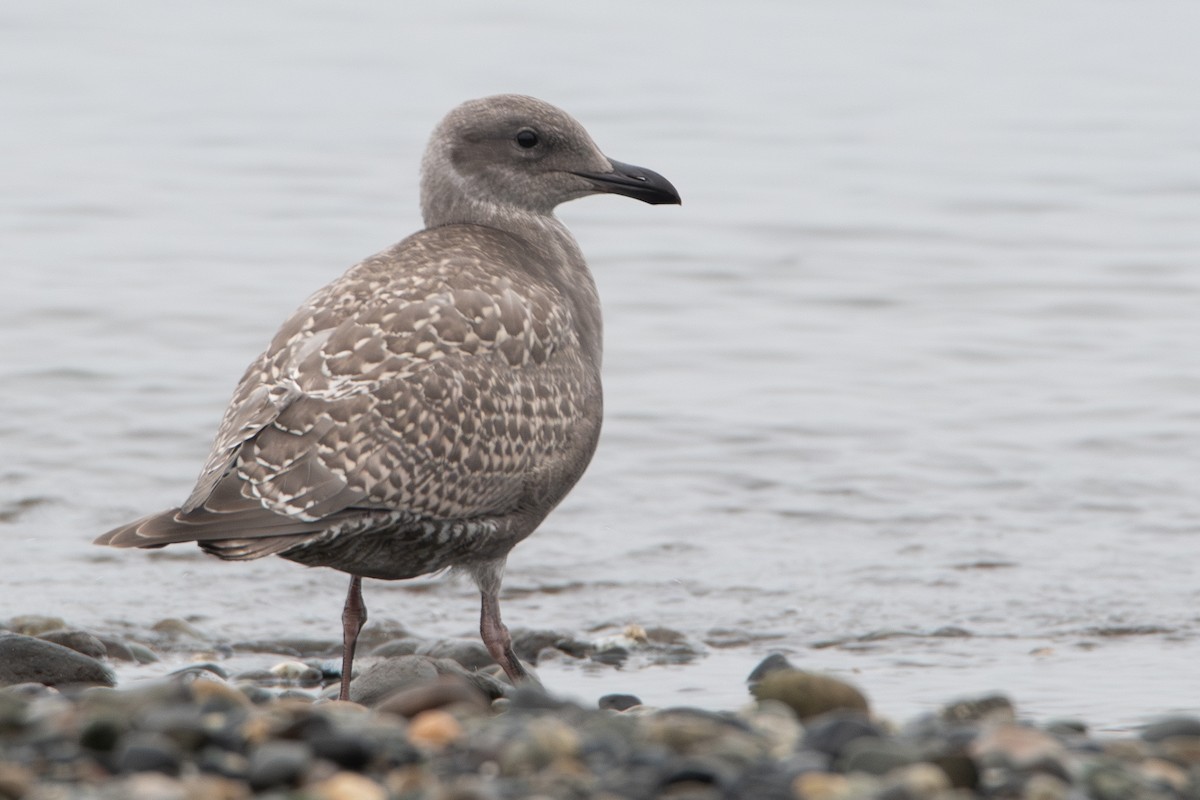 Western x Glaucous-winged Gull (hybrid) - ML644624644