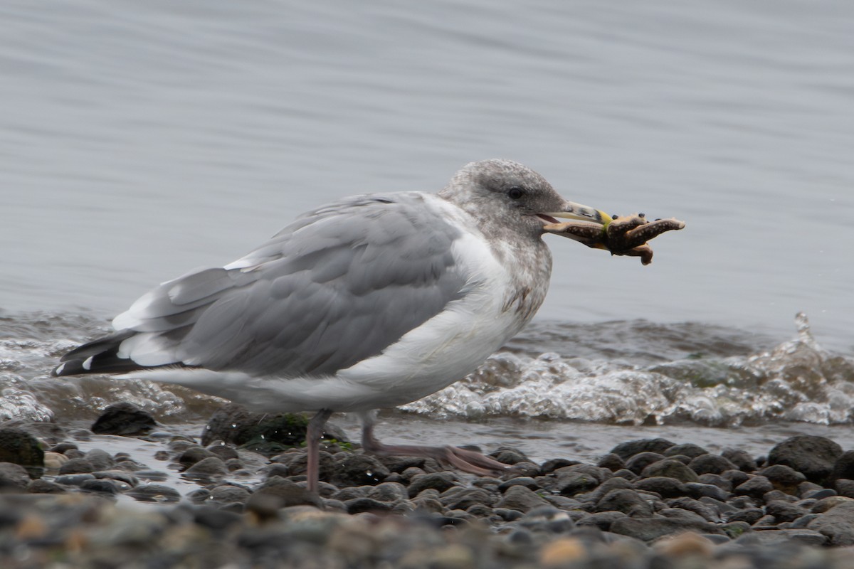 Western x Glaucous-winged Gull (hybrid) - ML644624645