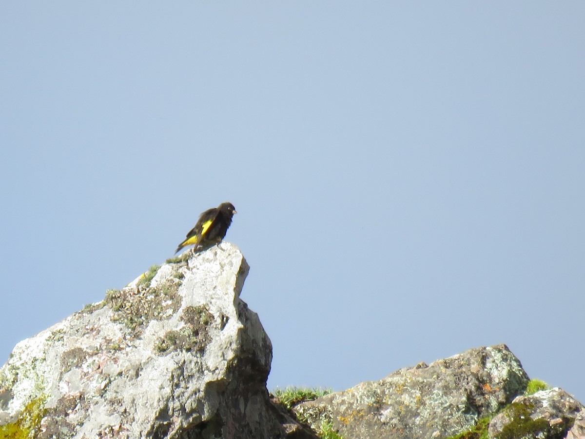 Black Siskin - ML644624646