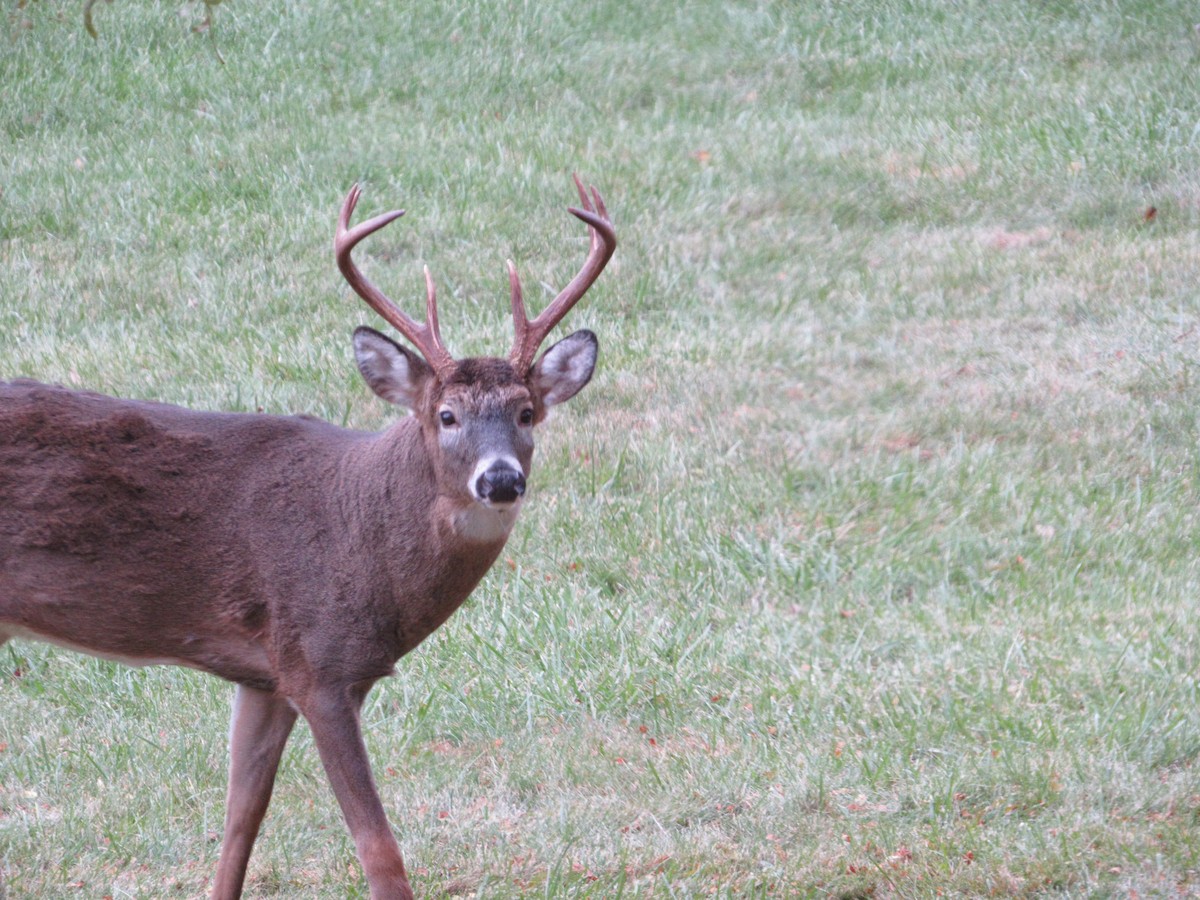 白尾鹿 - ML644624650