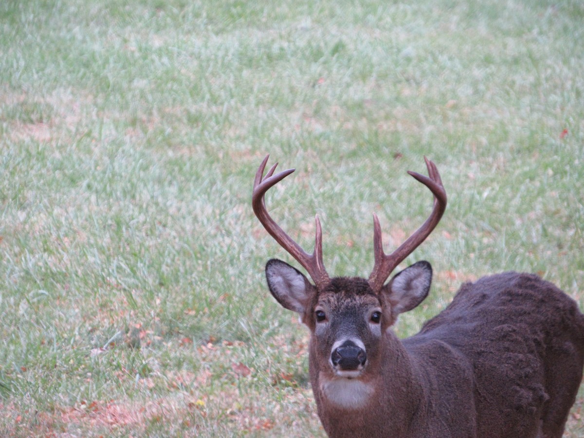 白尾鹿 - ML644624651