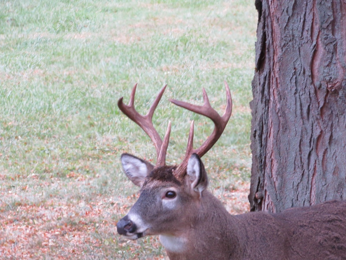 白尾鹿 - ML644624652