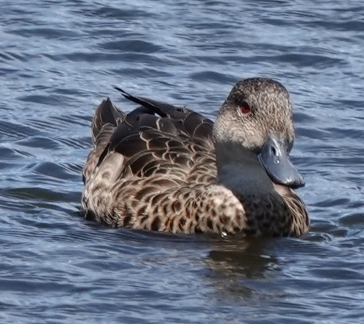 ハイイロコガモ - ML644624657