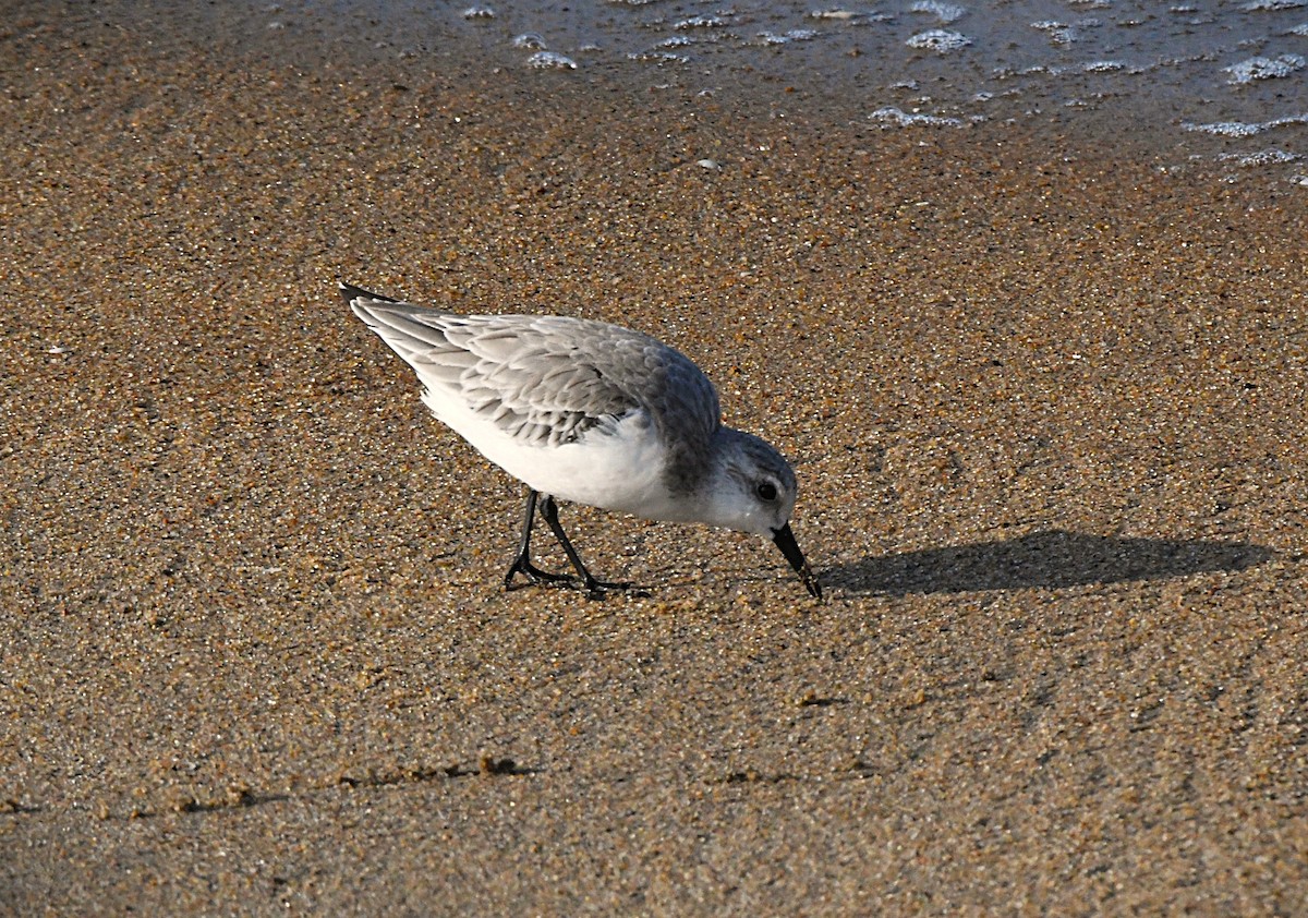 sandløper - ML644624658