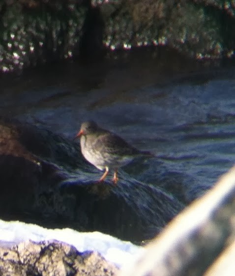 Purple Sandpiper - ML644624660