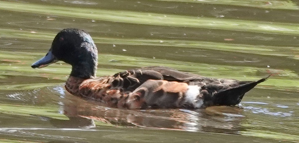 Kastanienente - ML644624664