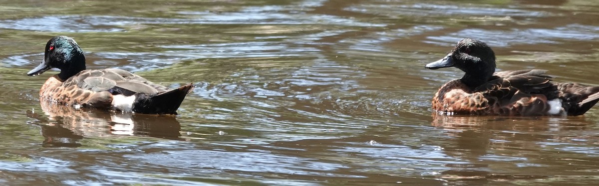 Kastanienente - ML644624665