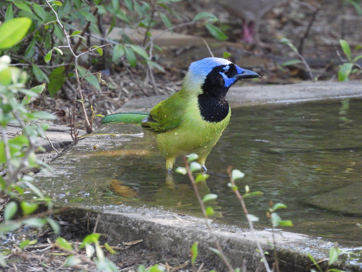 Green Jay - ML644624666