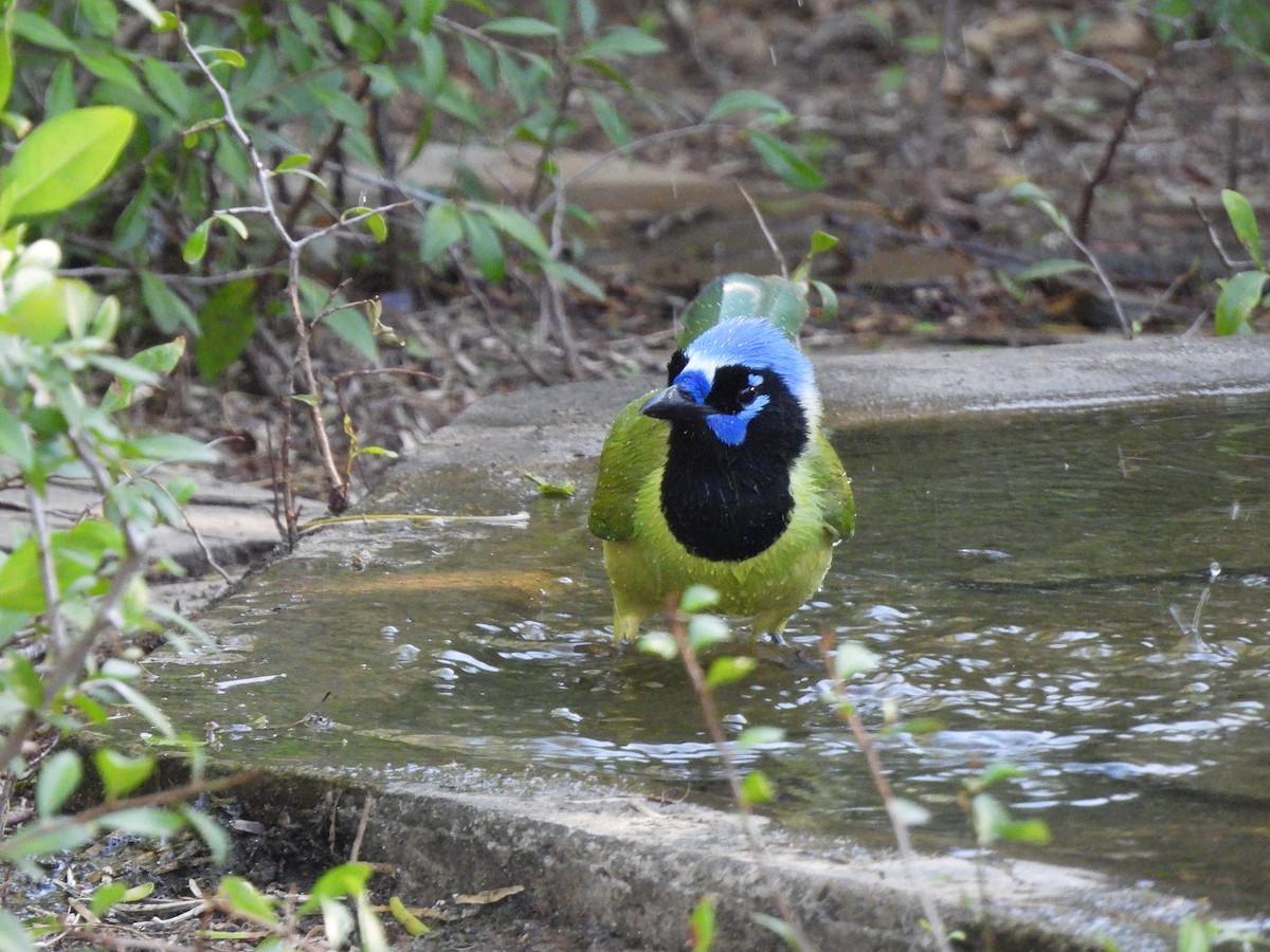 Green Jay - ML644624667