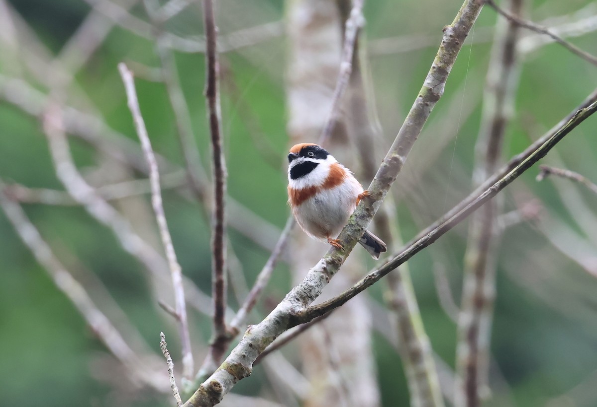 Black-throated Tit - ML644624669