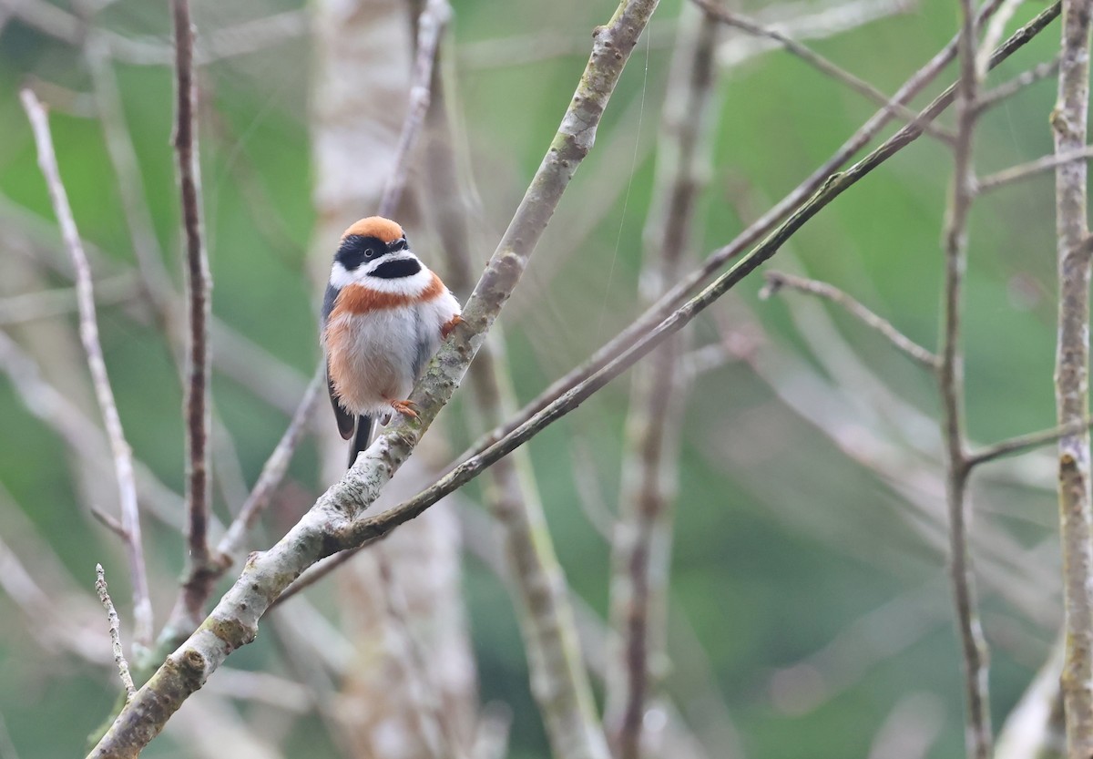 Black-throated Tit - ML644624670
