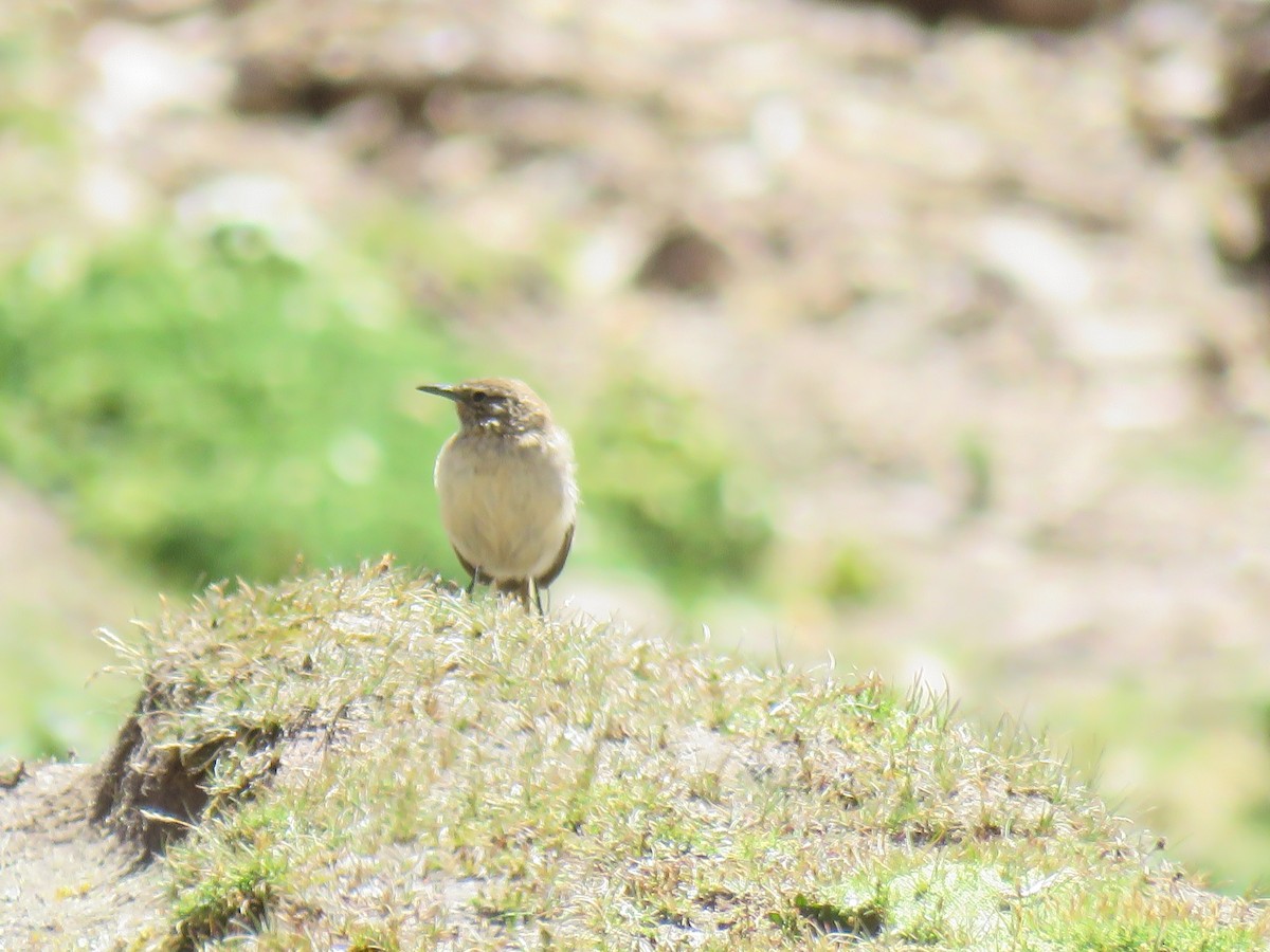 Synallaxe terrestre - ML644624672