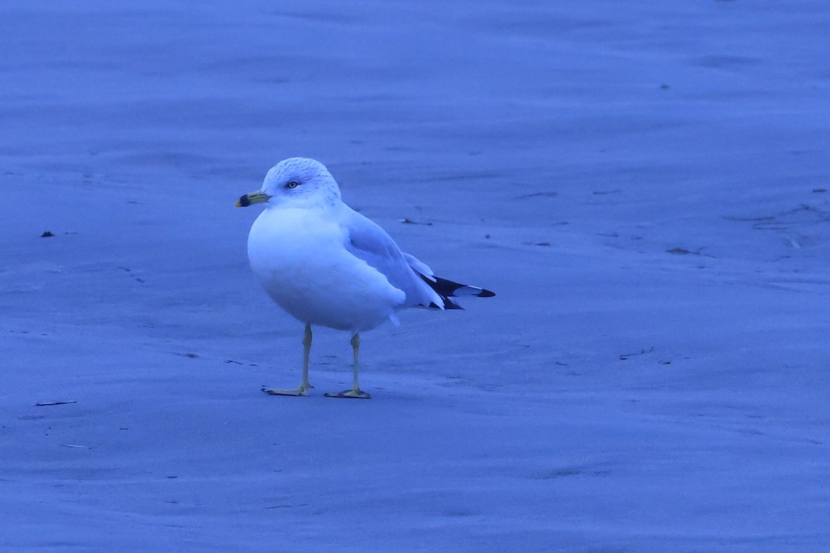 Ring-billed Gull - ML644624674