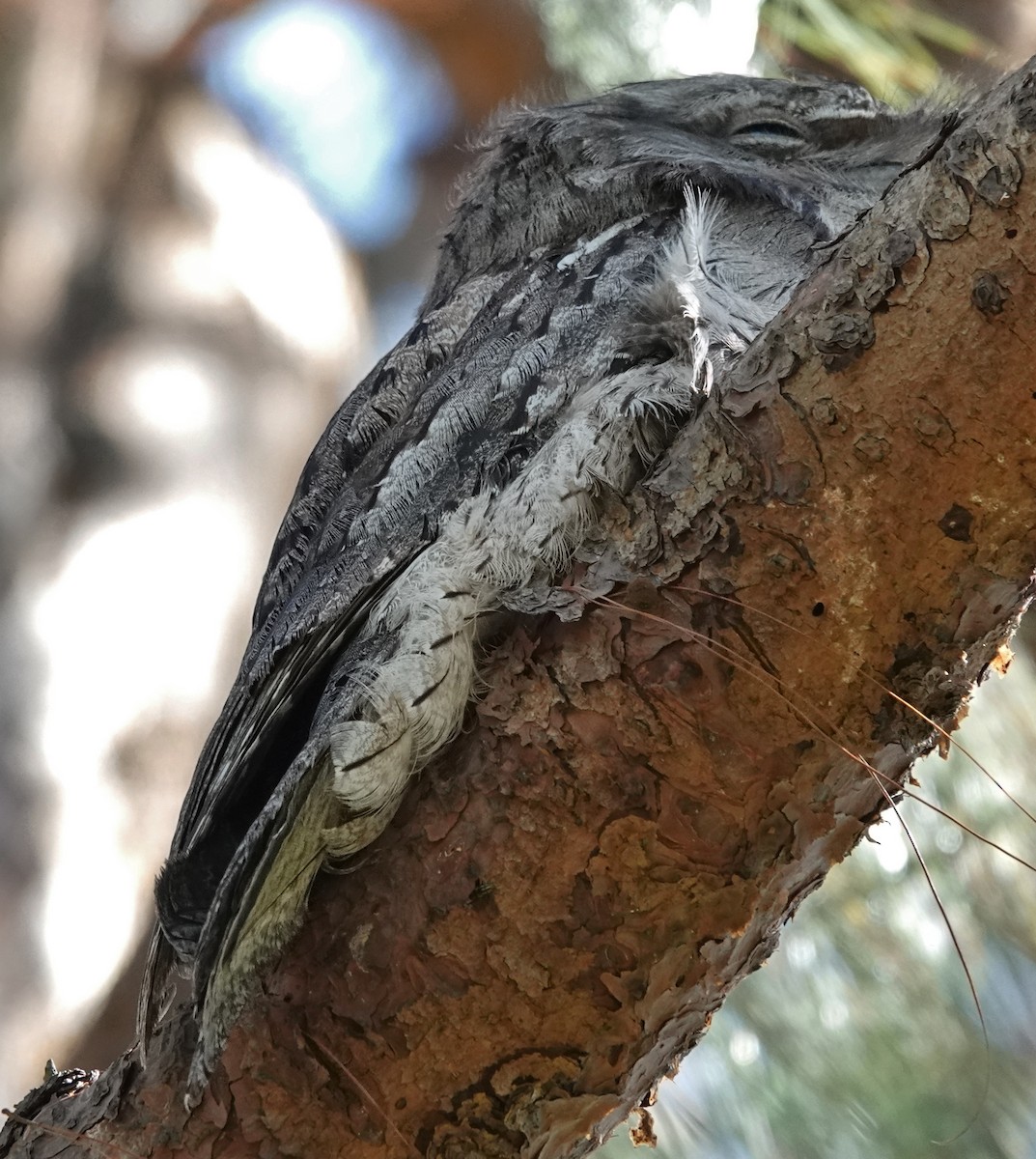 Tawny Frogmouth - ML644624675